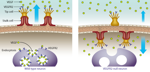 A growth receptor called vascular endothelial growth factor receptor 2 (VEGFR2) prevents over-vascularization of retinal neurons by binding excess VEGF. In mouse models that do not express the VEGFR2 receptor in their retinal neurons, the vessels grow inward toward the neurons instead of outward.