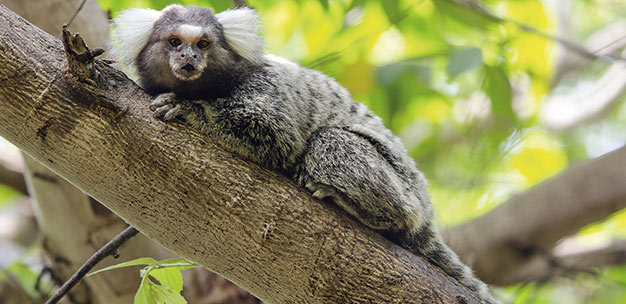 The common marmoset is an ideal model animal for understanding human disease.