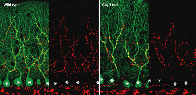 Climbing fibers form numerous synapses (red) with Purkinje cells (green; asterisks indicate cell bodies) in the cerebellum of normal, wild-type, mice (left). In mice lacking the protein C1ql1 (right), climbing fibers form a greatly reduced number of synapses with Purkinje cells.
