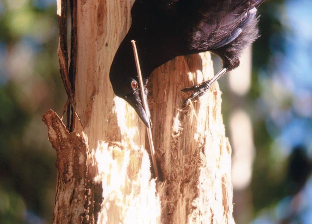 Securely holding a stick tool in its bill, a New Caledonian crow fishes out larvae hidden in decaying wood.