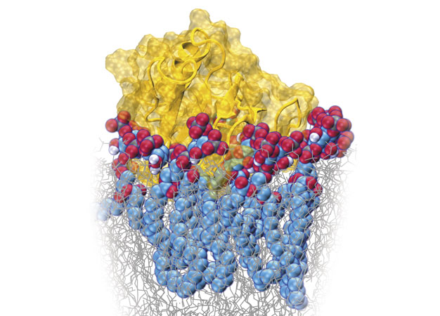Molecular dynamics simulation snapshot showing the binding of a Pleckstrin homology domain (yellow) with lipids (red/blue) in the cell membrane (grey).