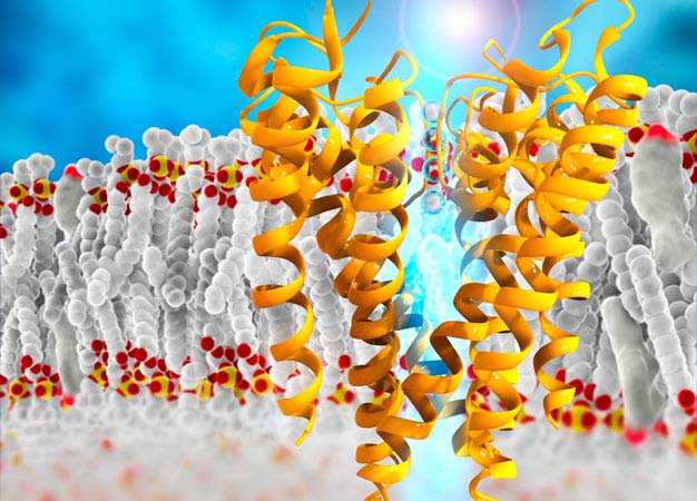 Schematic image showing the molecular structure of a potassium channel in the cell membrane.