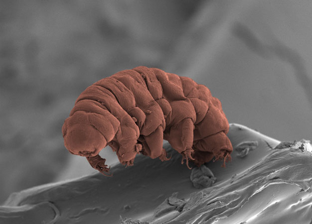 The genomes of Ramazzottius varieornatus (pictured) and another tardigrade species reveal how these hardy creatures persist in extreme environments.